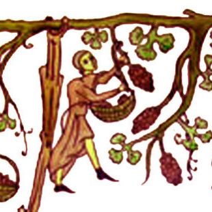 Scène de vendanges du Haut Moyen-âge