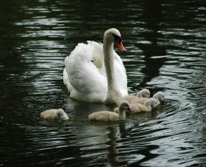 photographie d'un cygne et ses cygneaux