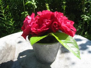 photo de pot aux roses