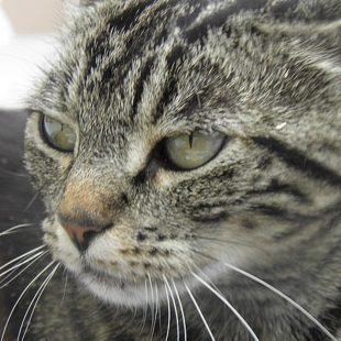 photo de tête de chat