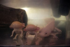 photographie d'axolotls dans un aquarium