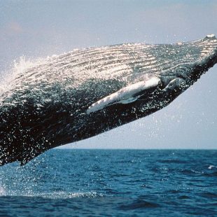 Baleine à bosse sautant hors de l'eau.