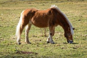 cheval broutant