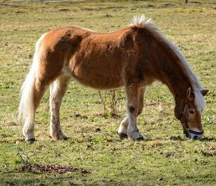 cheval broutant