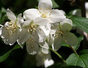 photo de fleurs de jasmin