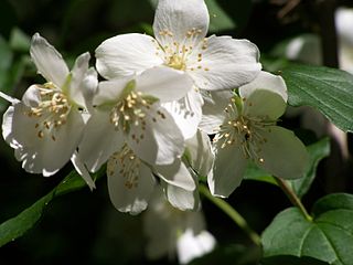 photo de fleurs de jasmin