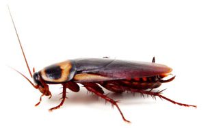 photo d'une blatte