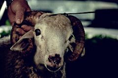 photographie d'une tête de bélier