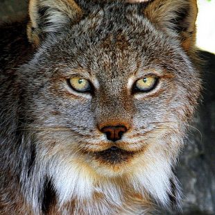 photographie d'une tête de lynx