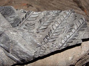 phot de schistes carbonifères avec empreintes de feuilles