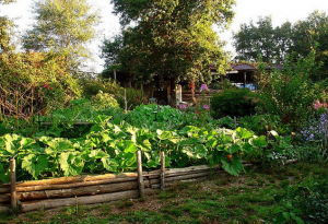 Photographie d'un jardin en permaculture