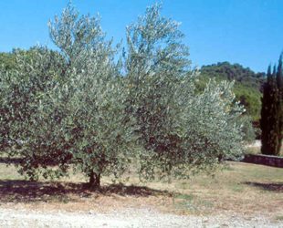 champs avec un olivier