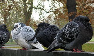 trois pigeons hérissant leurs plumes