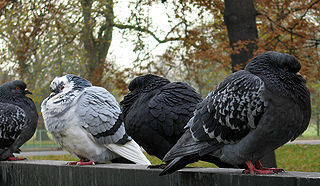 trois pigeons hérissant leurs plumes