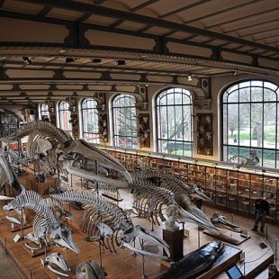 Photographie de la Galerie de Paléontologie Muséum d'histoire naturelle