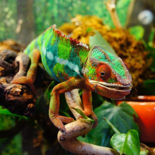 photo d'un caméléon sur une branche