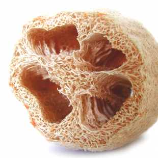 photographie d'une éponge loofa