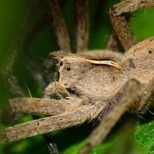 gros plan d'une araignée beige et velue