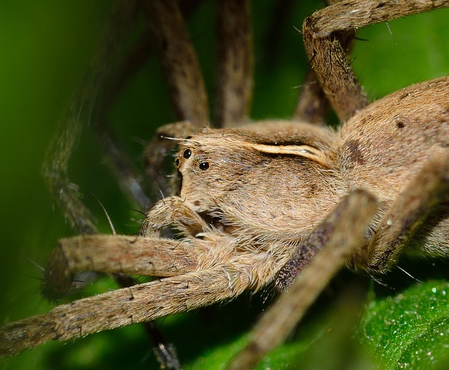 gros plan d'une araignée beige et velue