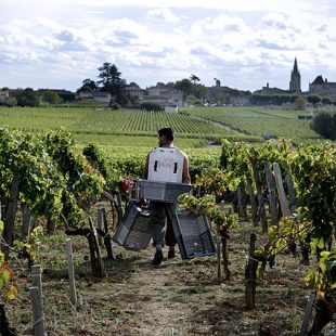 Photographie de rangs de vigne