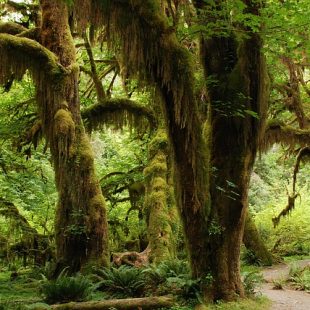 photographie d'arbres de la forêt tropicale