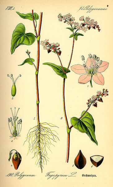 planche de botanique représentant du sarrasin