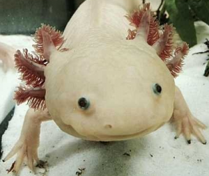 Gros plan sur un axolotl dans un aquarium