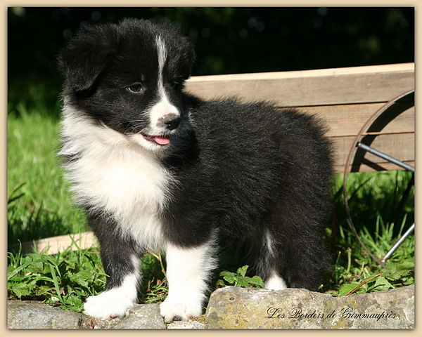 photo d'un chiot border collie