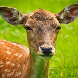 photo d'un jeune chevreuil