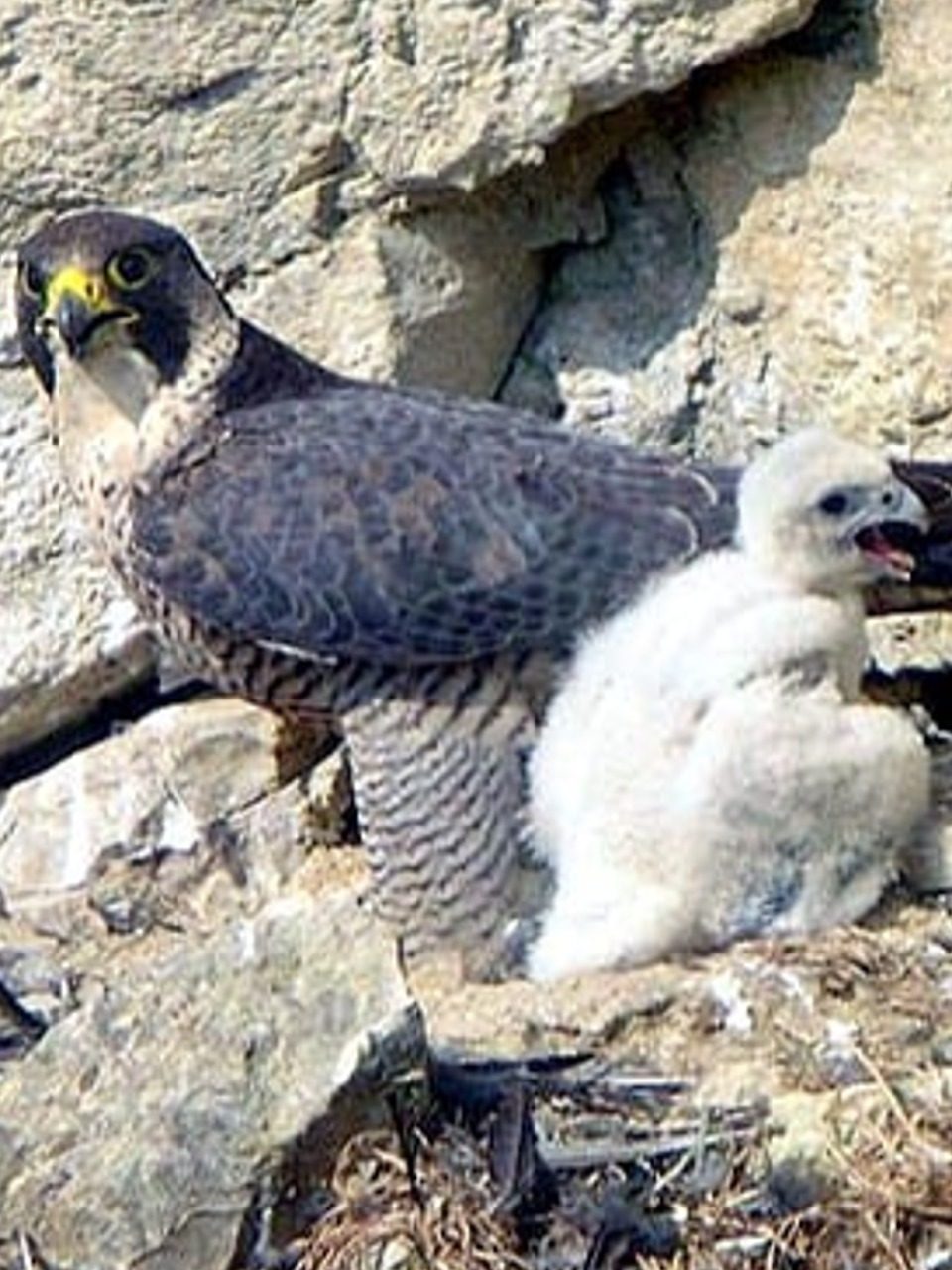 Photo de faucons adultes et jeune par Georges Lignier sur Wikimedia Commons
