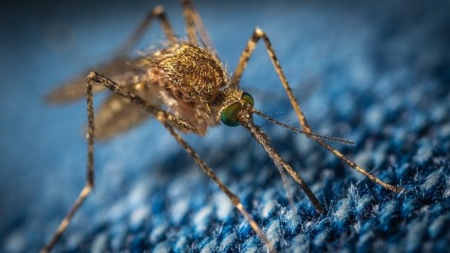 photo de moustique sur étoffe bleue