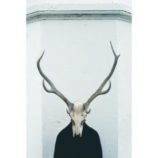 Photo de crâne d'animal
