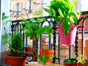 Balcon potager à Paris