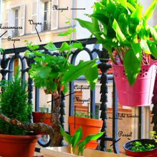 Balcon potager à Paris