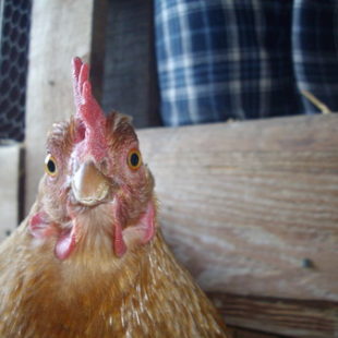 Poule au regard amusant
