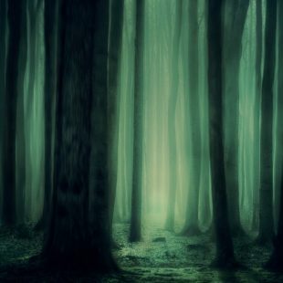 Forêt éclairée d'une lueur verte