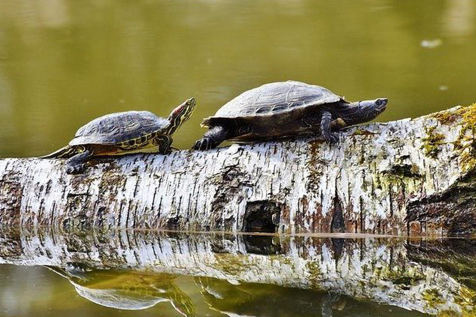 2 tortues marchant sur un tronc d'arbre