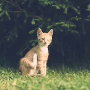Chat qui se gratte dans un jardin, image de Dariusz Sankowski de Pixabay
