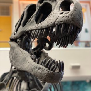 squelette de dinosaure