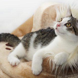Un chat couché dans son panier qui a l'air heureux