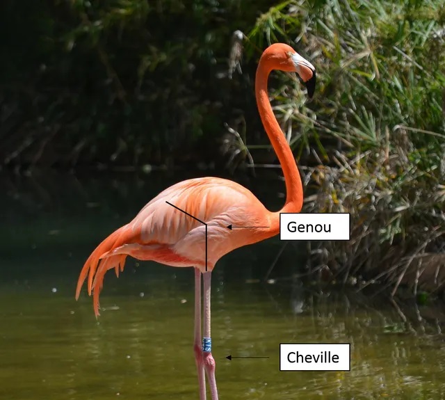 Schéma d'une patte de flamant rose qui indique sur celle ci la cheville et le genou