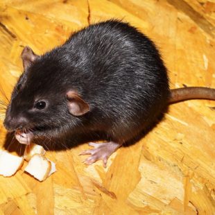 rat qui mamge des morceaux de fromage