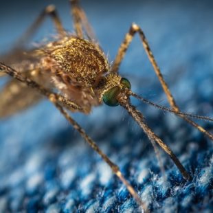 Moustique en gros plan sur un tissus laineux bleu