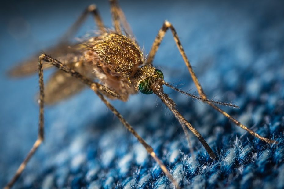 Moustique en gros plan sur un tissus laineux bleu