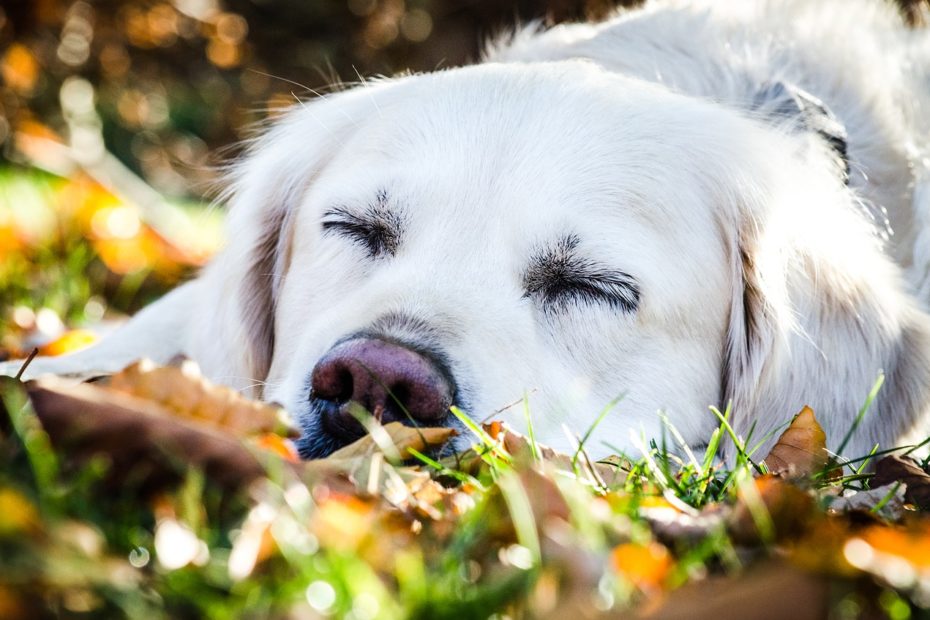 chien qui dort sur l'herbe