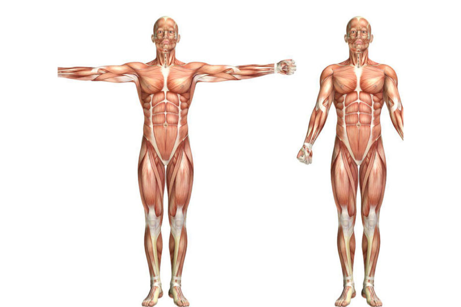 Anatomie du corps humain masculin