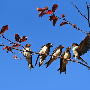 5 hirondelles sur une branche