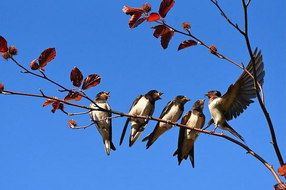 5 hirondelles sur une branche