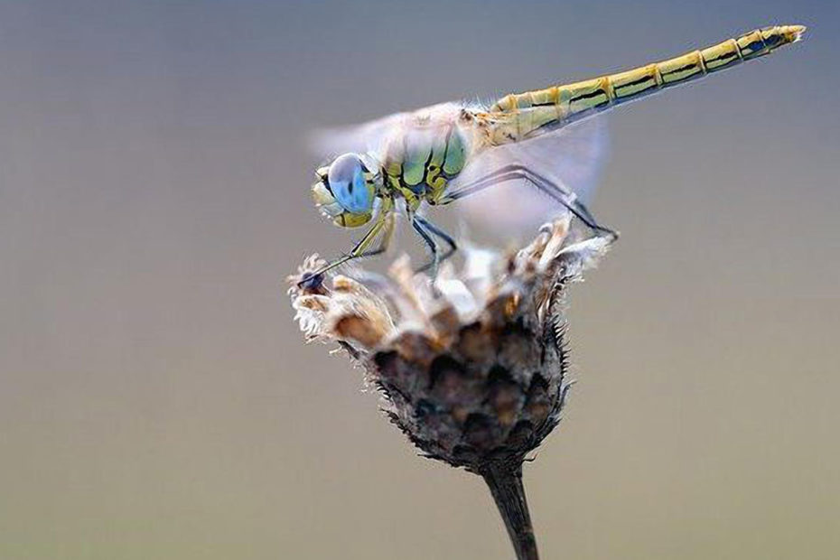 libellule sur une fleur