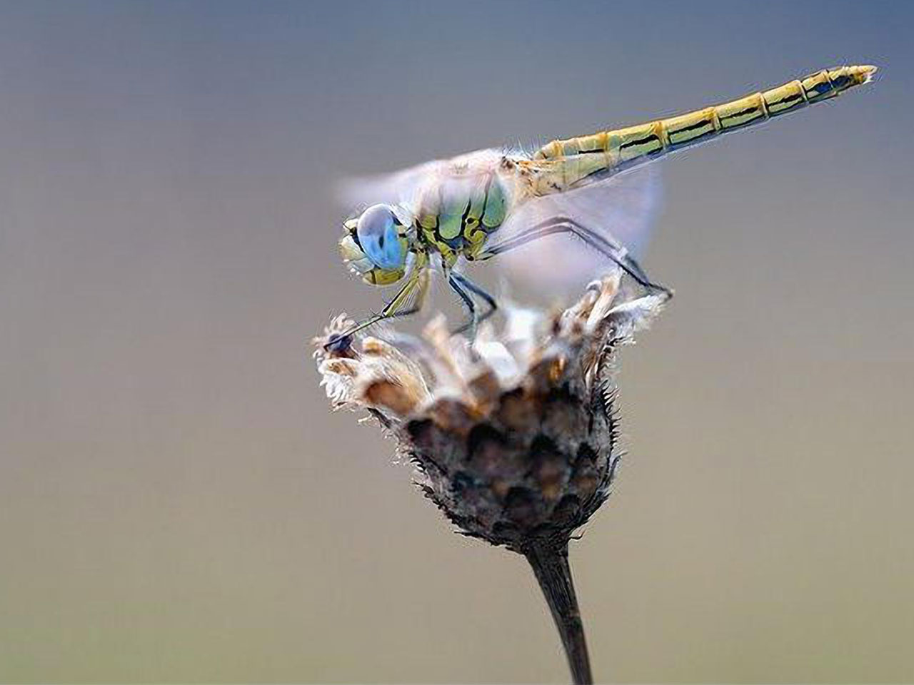 libellule sur une fleur